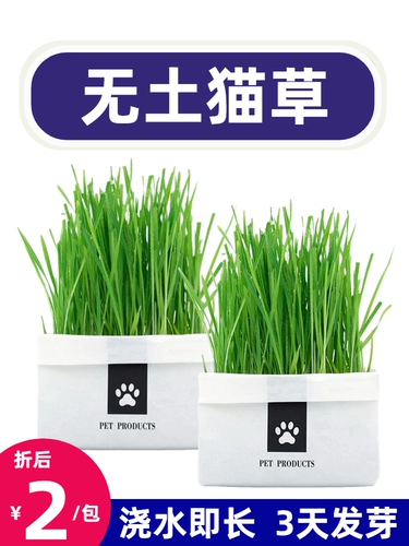 Кошачья трава была посажена хорошо