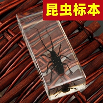 Insect Specimen Display Case Real Worm Amber Resin Micelles Real Transparent Creativity Small Pendulum Piece Kindergarten Teaching Observation Sky Bull Cicadas spider field Scorpion Bio Experimental Teaching Aids