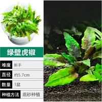 【Нет улитки, нет водоровок