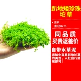 На переднем плане трава ползает