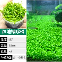 1 чашка жемчуга с заземлением (большое количество)