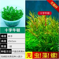 【Нет водорослей и нет улитки.