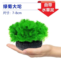 【Принесение базы питания ❤】 зеленая хризантема трава