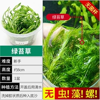 【Нет улитки, нет водоровок