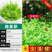 【Нет улитки, нет водорослей -микро фруктовых жемчуг