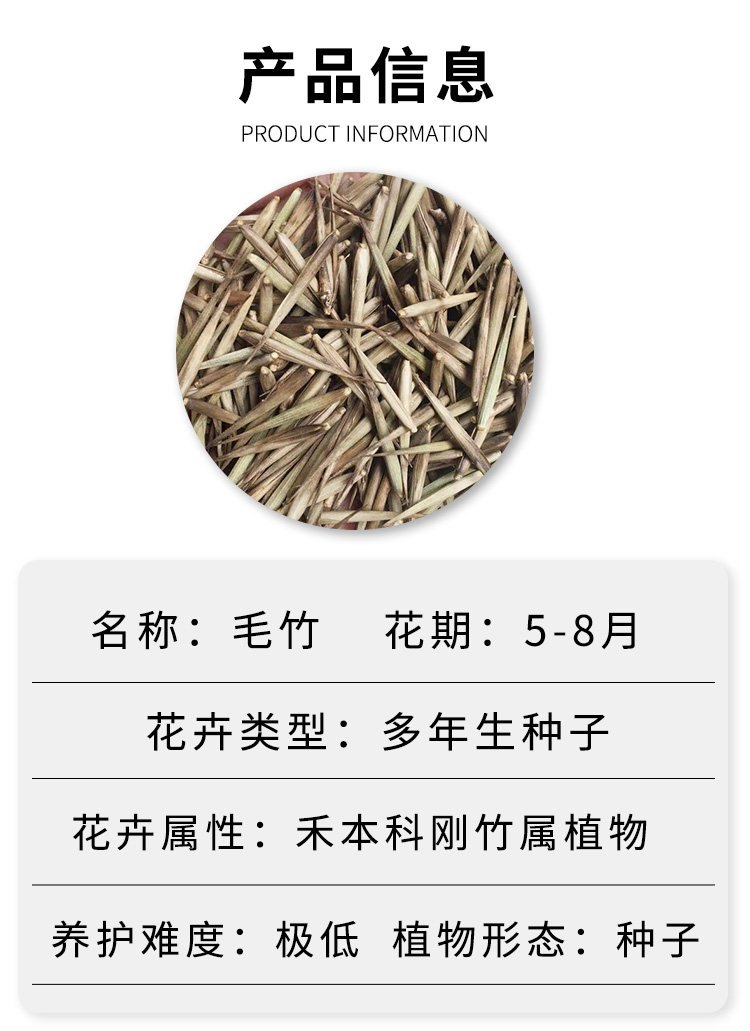 大型毛竹种子 青竹苗 刚竹 四季竹子 雷竹食用竹笋大青竹黄竹种籽-阿里巴巴