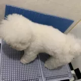 Собачья туалет непосредственно разряжать канализационные кастрюли с мочой горшок с мочой маленькая собака средняя собака большая собака кошачья туалет кошачьи кошка горшок