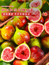 Freshly picked red-skinned figs 5 pounds of fresh fruits in season natural pregnant women large fruits whole box non-Weihai green skin
