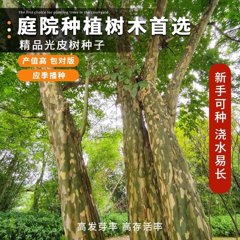 光皮梾木种子:25年最新园林绿化与油料树种种植指南-旅游-淘宝好物网