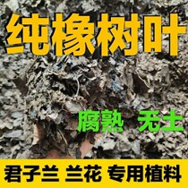 Fermented pure oak leaves decaying soil broccoli Junzuria special oak leaves for the cultivation of nutritional soil fertiliser