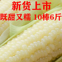 Corn weight loss corn ingredients suitable for weight loss eating 10 sticks Northeastern sweet glutinous fresh glutinous corn stick Non-GMO