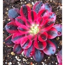 Medusa Multimeat Old Pile High-end Masters Gin Series Water Ink Painting Pink Witch Hands to Spend Indoor Tabletop Potted