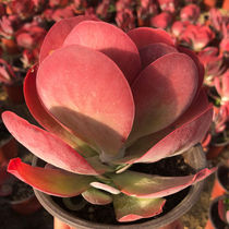 Tang Indo multi-meat old pile large leaf sheet giant color bright red plant color balcony Good raising creative flower potted plants