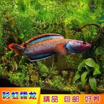 Rainbow Reyron Rainbow Reyronfish Living South Thunderdragon Fish Living Rainbow Thunderdragon Fish Ferocious Fish Ferocious Fish Resistant