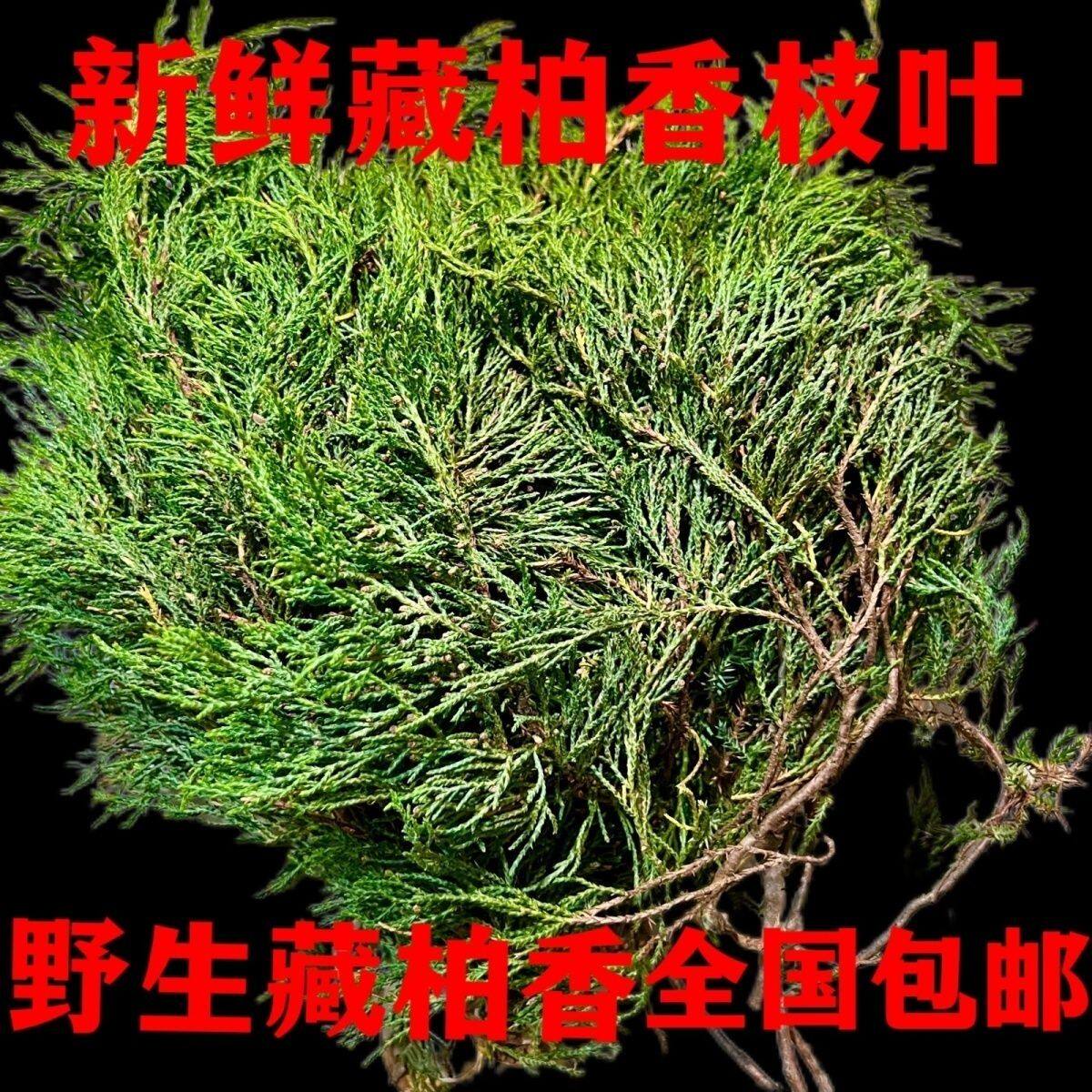 25年最新推荐｜正宗西藏藏香柏枝叶测评：天然香柏叶为何成为香薰界黑马