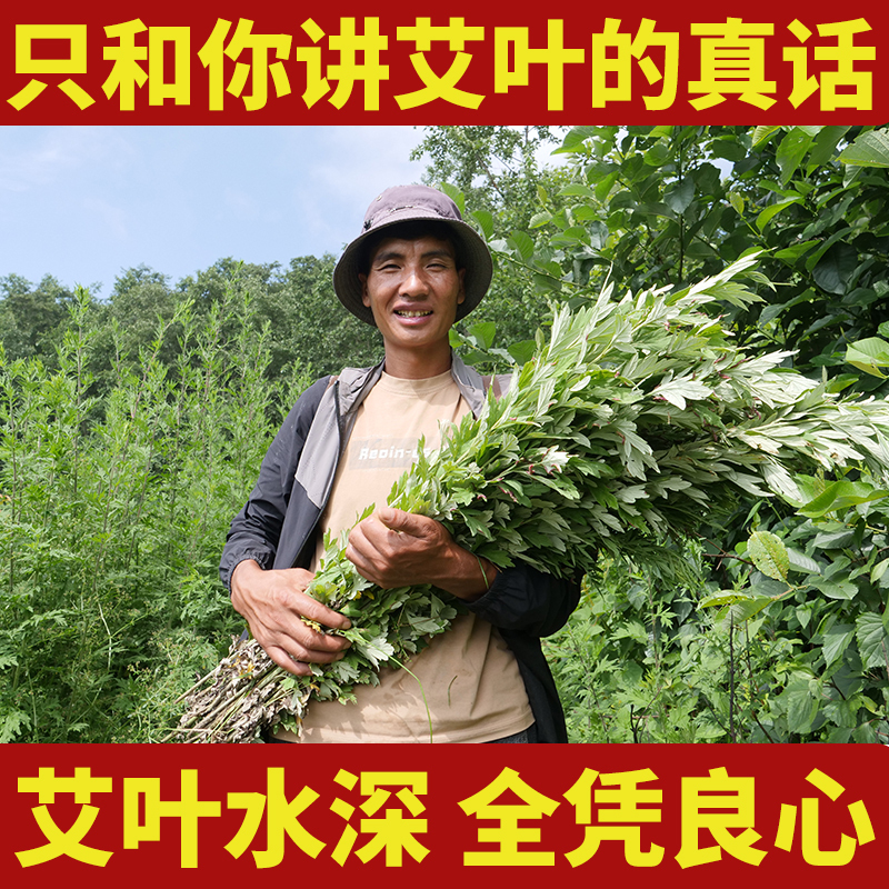 Pure Wild Mugwort Leaves, Dried Mugwort, Pepper, Mugwort Leaves, Ginger Foot Soak to Dispel Dampness, Aromatherapy Mosquito Repellent Stick, Mugwort Leaves, Chinese Medicinal Materials