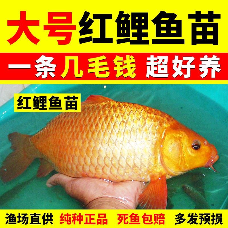 New Boutique Red Carp Fry Pocketcarp Edible Xingguo Red carp to put raw fish grass carp Carp Fry to live