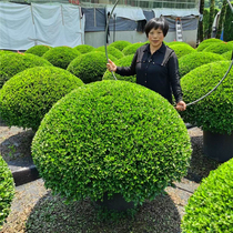 Winter Youth Shilling Ball Villa Courtyard Resistant to Cold Seasons evergreen Greening Scenery Trees Potted Winter Green Shillings have always been satisfactory