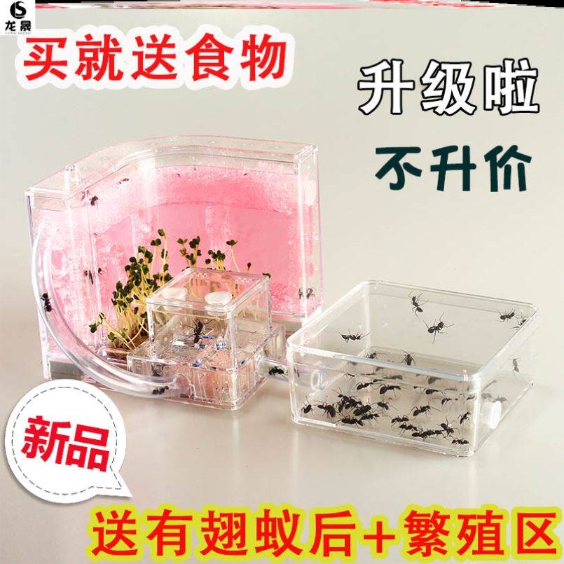 Ant Ant Castle Castle Manor Box Observatory Cave Observatory Teacher Ant Home