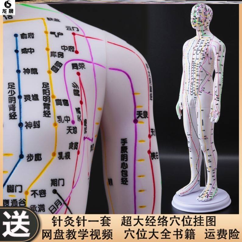 Tu human acupuncture model Massage band medical mold band male and female needle backpack