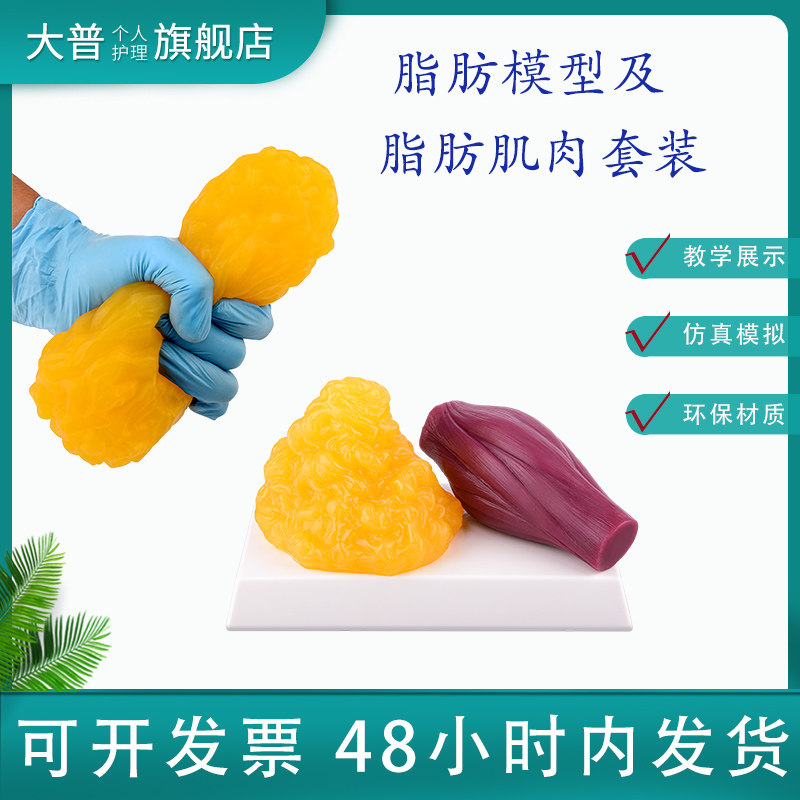 1磅硅胶脂肪教学模型不含底座 医学教学用脂肪组织仿真教具