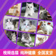 Purebred gold gradient cat silver gradient cat blue cat blue and white cat puppet cat Garfield cheese cat live pet cat