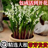 Lumania SEDENTINGS SEATED SANTING BALL SEEDES SEEDS FOUR SEASONS Цветлые цветы и растения в помещении и на открытом воздухе, холодные и замораживающие