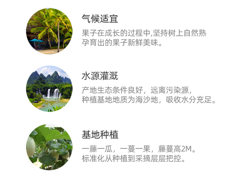 海南哈密瓜 5斤 当季现摘 图6