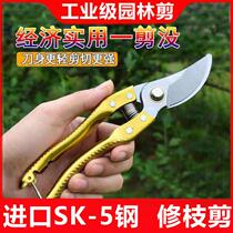 Prunes prunes prunes Pruning Scissors Gardening gardening prunes Branches Garden Fruits Cut Flowers Branches Cut home Tools Scissors Seminators