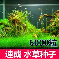 Lazy water plant entry-level oxygenated freshwater four-season fish tank green plant aquatic plant fish tank decoration simulation