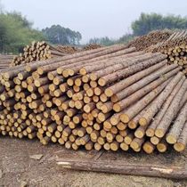 Fir log piles outdoor river revetment pine solid wood piles green seedlings support rods larch log piling