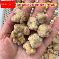 野生菌云南特产新鲜速冻冰鲜白松露食用块菌做酱煲汤白心香味浓郁