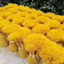 Natural gold ear of dried flowers bouquet opening barley pastoral decoration ornament shooting props boutique dried flowers real flowers