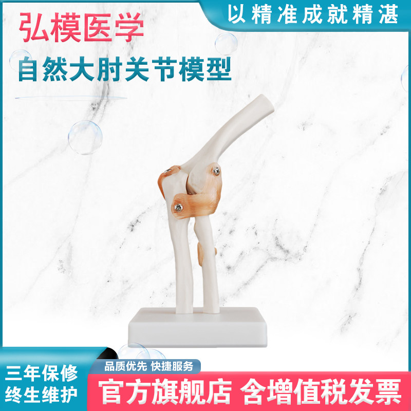 弘模HOM/CX112自然大肘关节模型可伸展、弯曲和桡骨旋转仿真肘关节教学展示标本模具