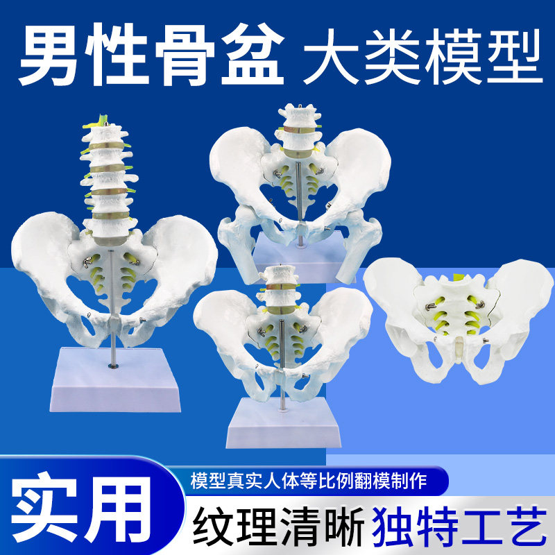 教学 自然大男性骨盆模型 附五节腰椎及股骨髋骨骶骨尾椎骨骼模型