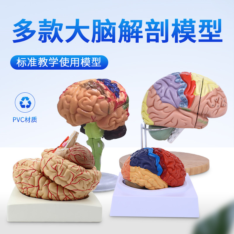 脑模型脑功能区域色分模型人体大脑解剖模型人脑动脉构造脑神经