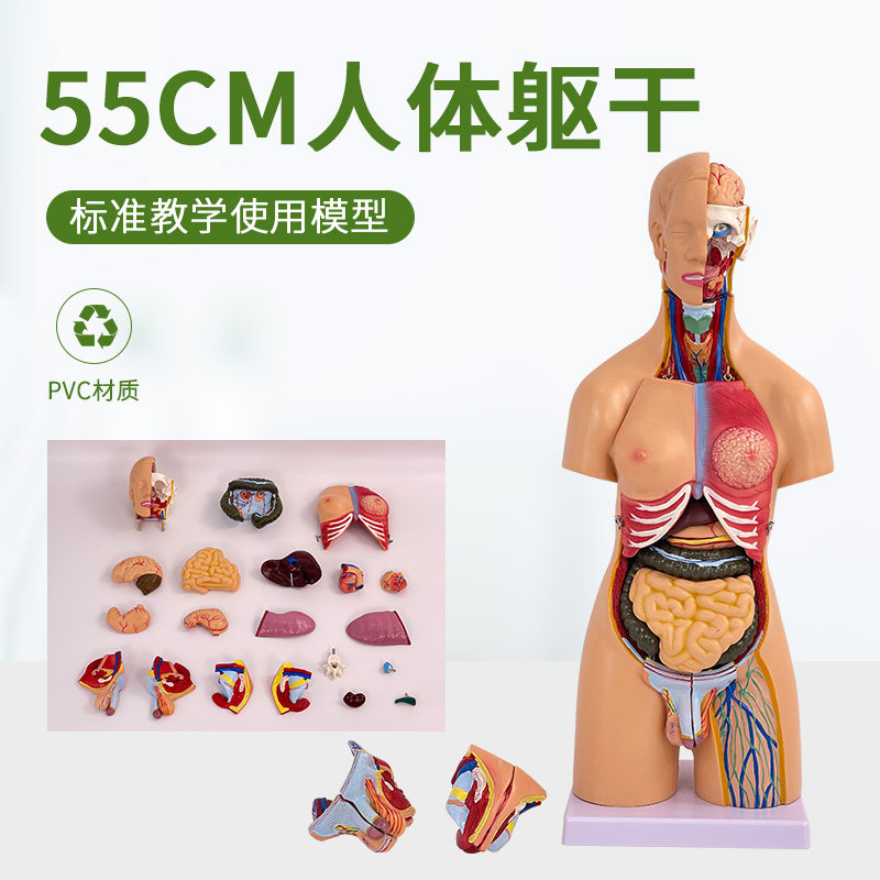 55CM人体躯干解剖模型器官可拆21部件卸医学教学心脏内脏人体医学