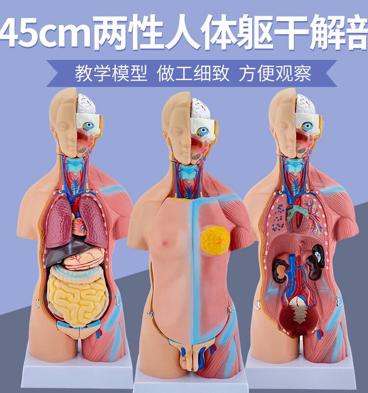 45CM人体模型解剖心脏骨骼全身结构医学器官儿童躯干玩具内脏拼图