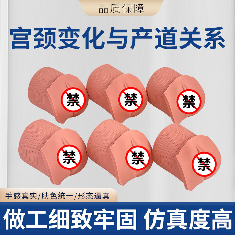 产前宫颈变化模型 分娩产道扩张模拟教具模型 医学用妇科训练模型