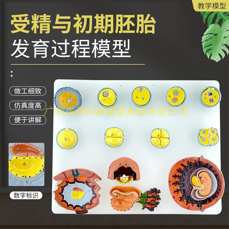 人体受精与初期胚胎发育过程组织胚胎教学演示模型受精卵胎盘卵泡