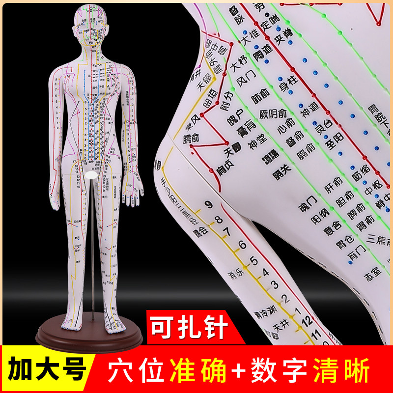 针灸穴位人体模型全身中医十二经络图铜人模特图可扎针练习小皮人