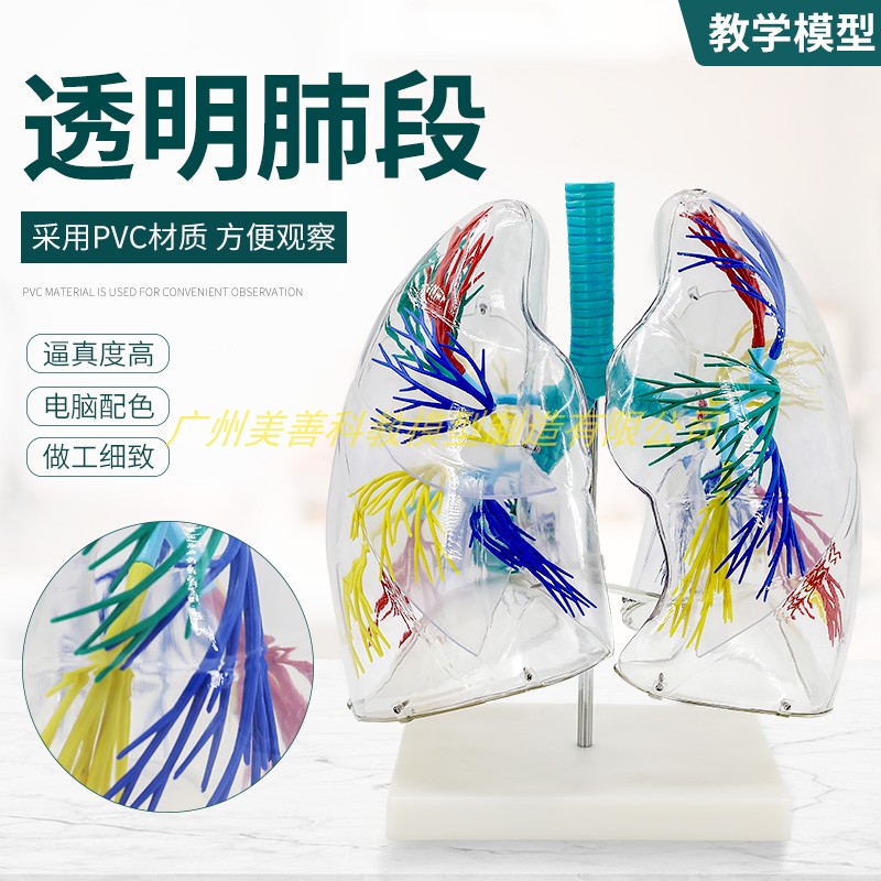 透明肺段模型 肺模型 胸外科支气管树人体肺部解剖模型 肺段模型