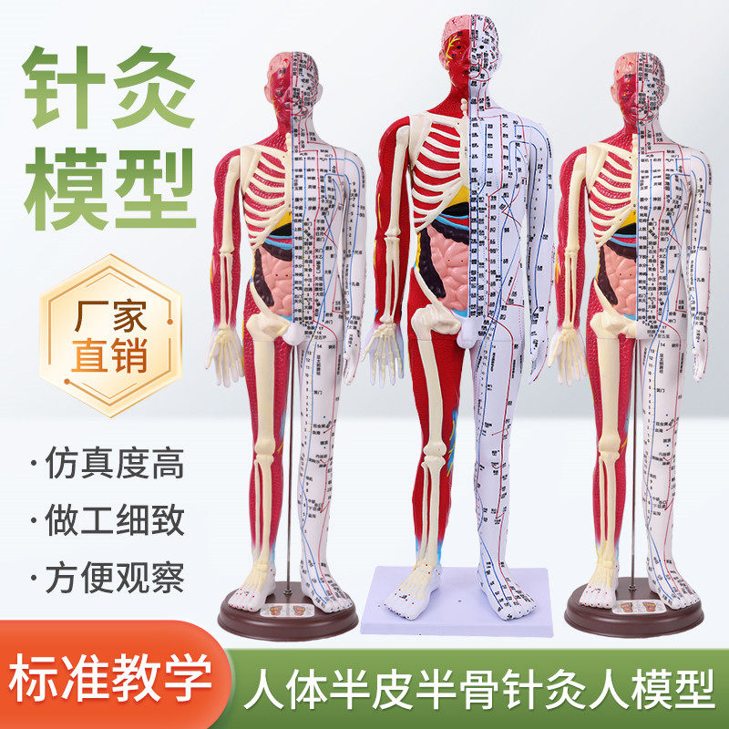 60-85cm Human Acupuncture Model Half-Skin Half-Muscle Skeletal Internal Organs Anatomy Traditional Chinese Medicine Meridian Acupoints High-Definition