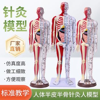 60-85cm Human Acupuncture Model Half-Skin Half-Muscle Skeletal Internal Organs Anatomy Traditional Chinese Medicine Meridian Acupoints High-Definition