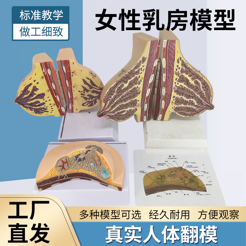 女性哺乳期乳房模型 乳房解剖 乳房模型 母婴护理 月嫂培训模型