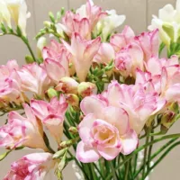 12. Принцесса Сянсуэльский 5 шаров+2 мешки с органическими удобрениями