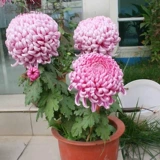 Four Seasons Crichisanthemum Searglings Большой хризантема маленький хризантем горшок с пинг -точками хризантемах хризантем съедобные кародачки хризантема и хорошие цветы и растения