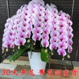 Phalaenopsis Potted Buds с орхидеями цветочного меча, большими саженцами, цветами и растениями и растениями в помещении цветочных гости