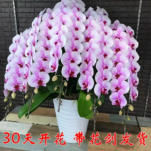 Phalaenopsis Potted Buds с орхидеями цветочного меча, большими саженцами, цветами и растениями и растениями в помещении цветочных гости