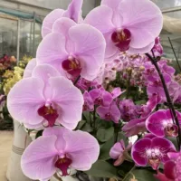 19. Завтра --- Покажите с цветочным мечом (цветение 30 дней)